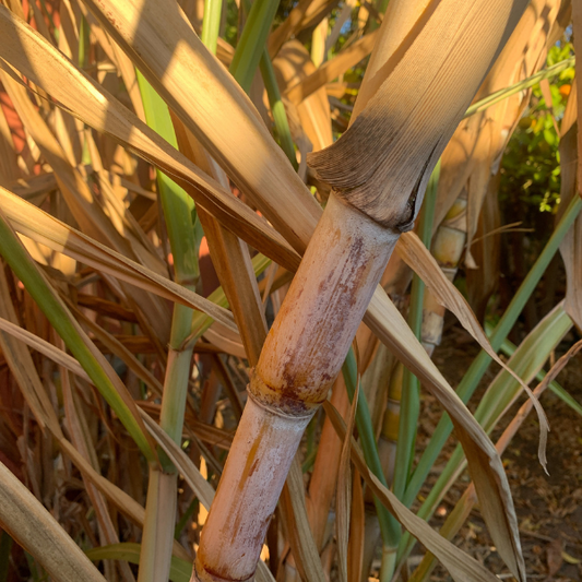 cane sugar, raw cane, raw sugar cane, juice cane