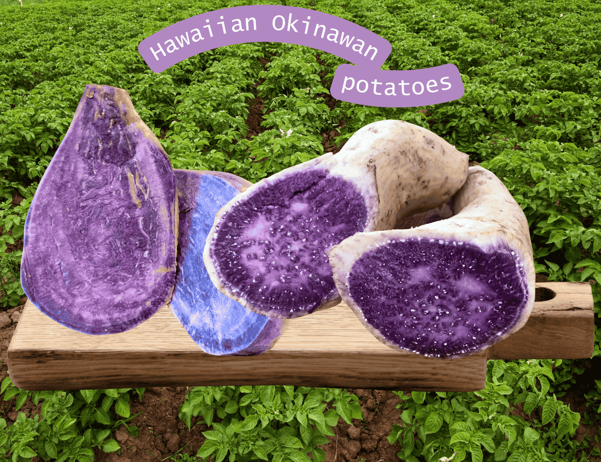 Organic Hawaiian Purple Ube Sweet Potatoes - Firdos Market feat. Candiholic